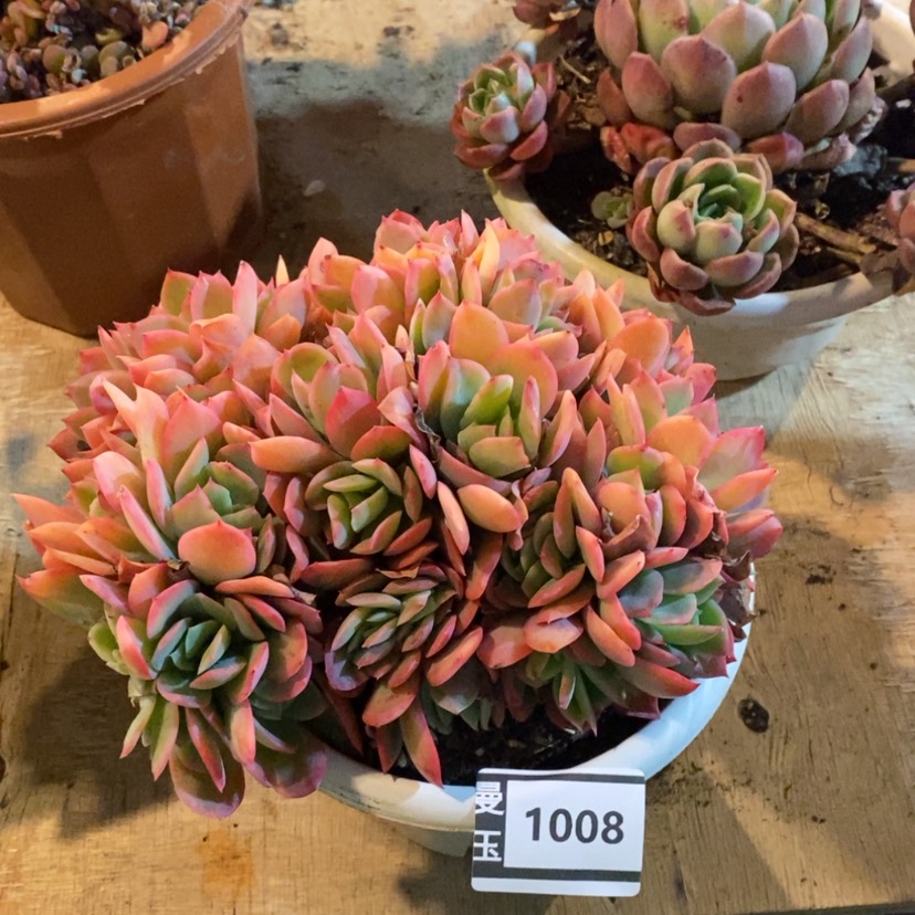 【闪购商品】绮罗缀1008