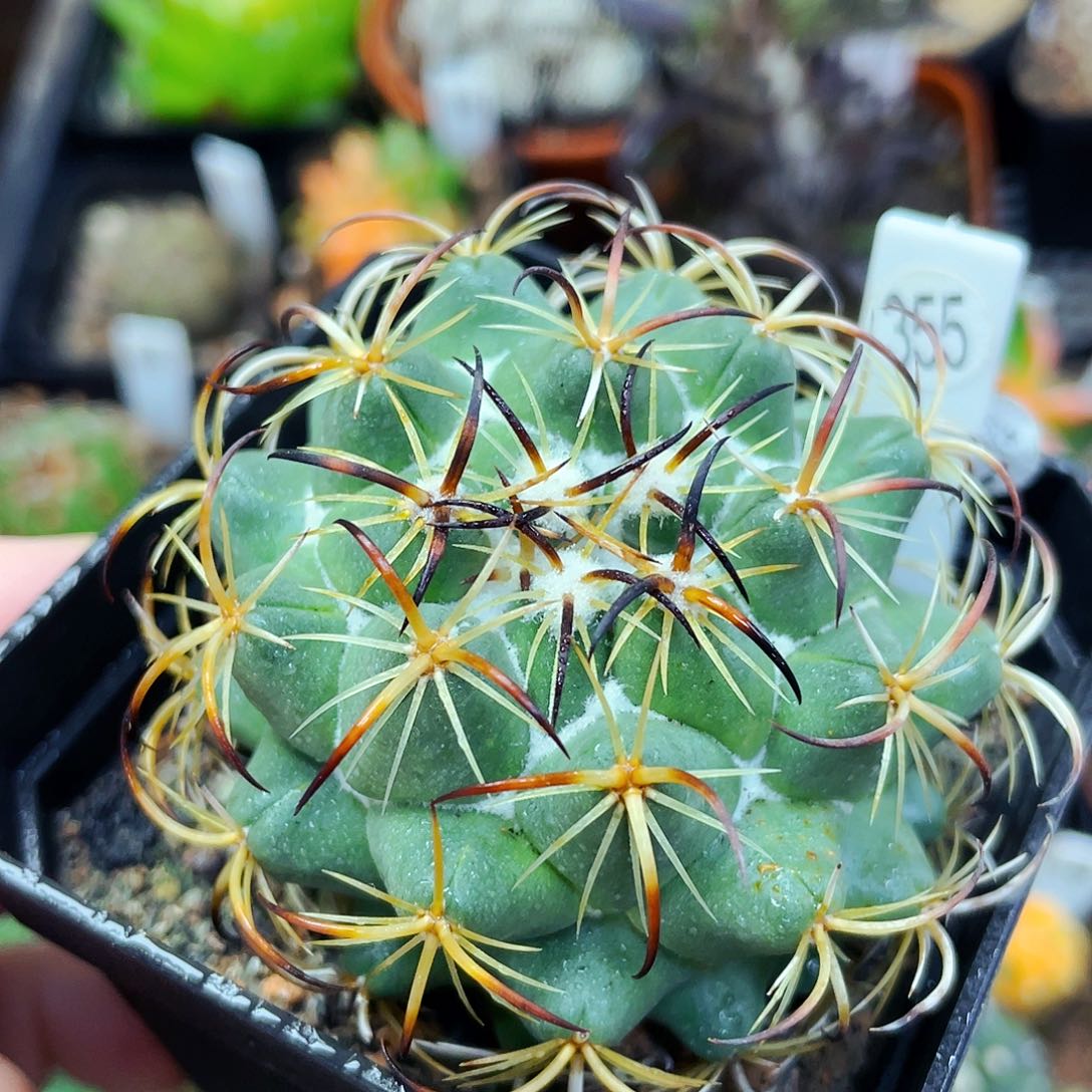 钢钉非偏远地区满25包邮仙人球