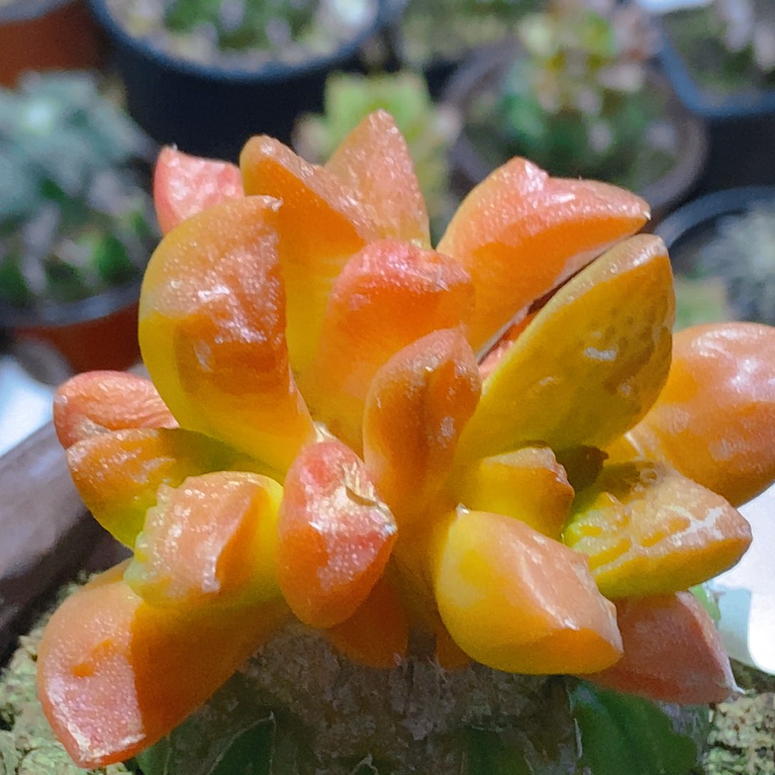 无花朵福利长尤龟甲牡丹锦群043