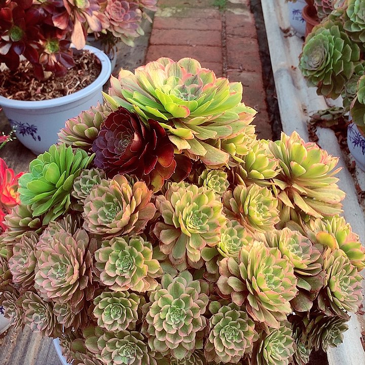 摘心朵朵粉黛大老桩