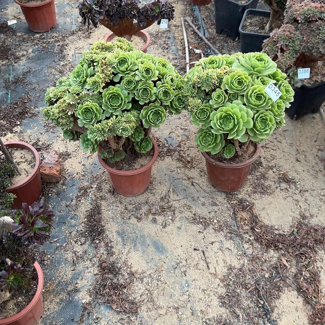 未***来345绿缀一颗有伤之前欠100