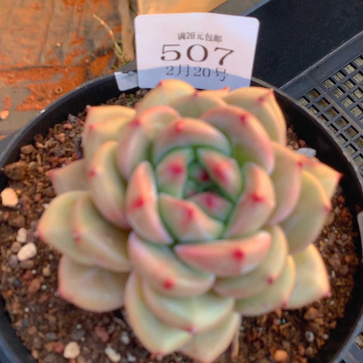 【闪购商品】云507