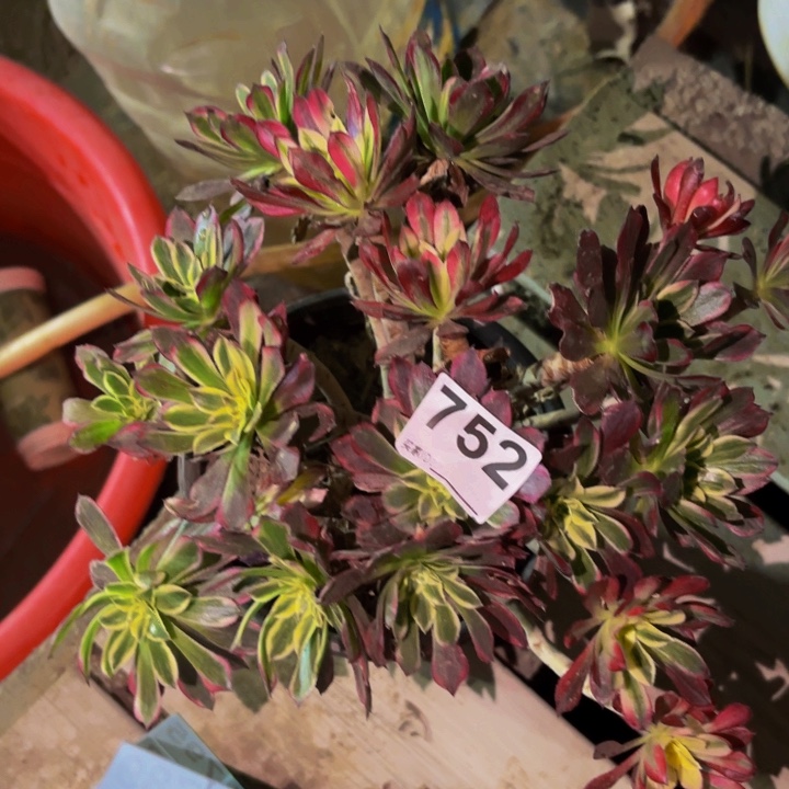 752霁月多肉植物不售后