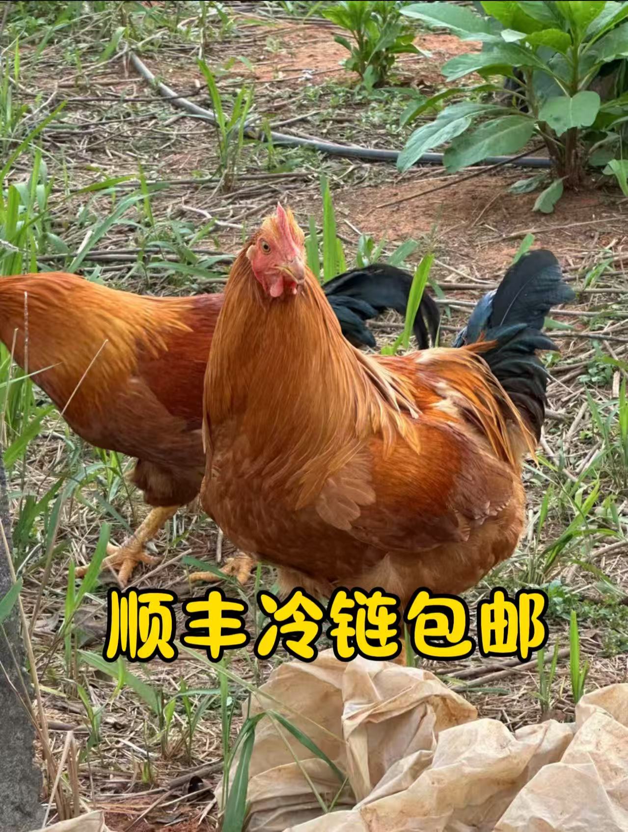 喂了一年多的散养土鸡（顺丰包邮）现称