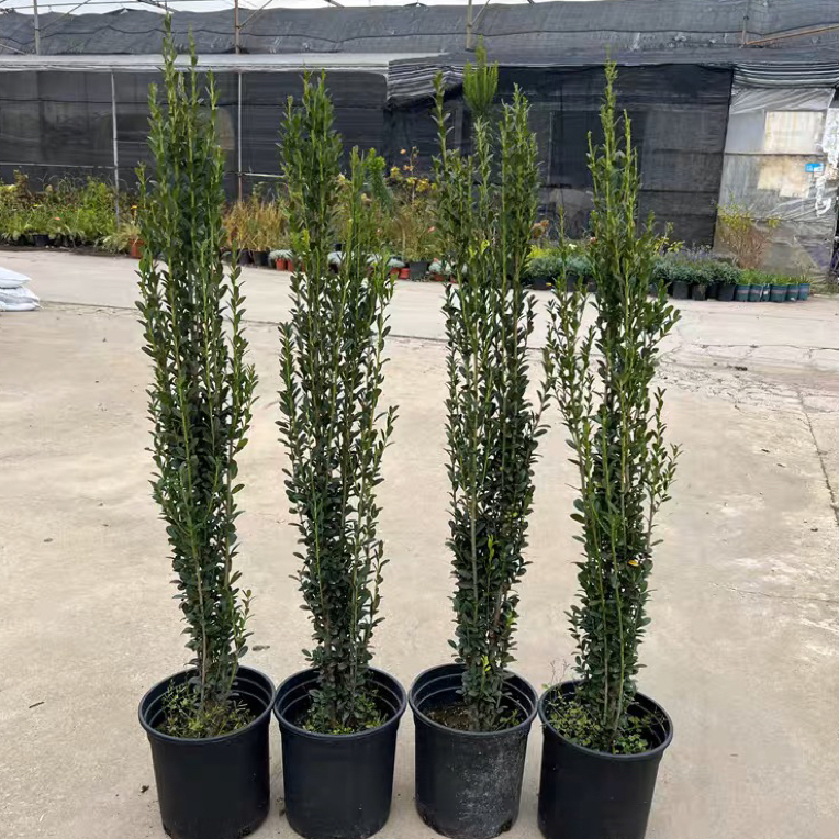 直立冬青朝天笔状四季长青可作庭院绿篱笆的植物树苗