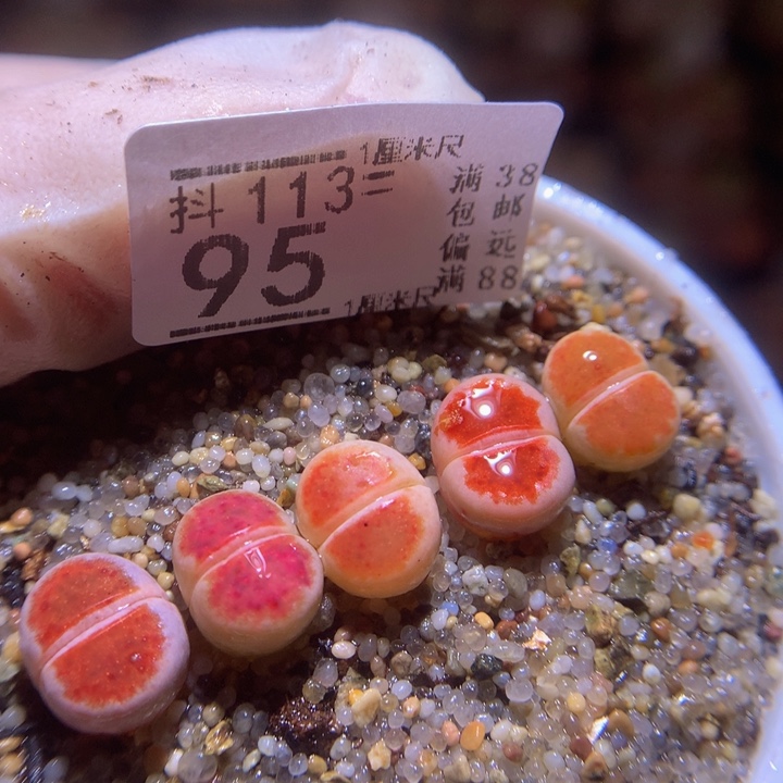 精品生石花113.95