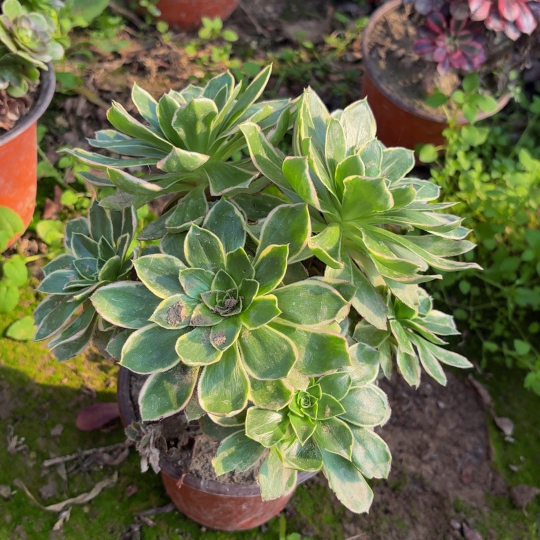 18多肉植物捧花的