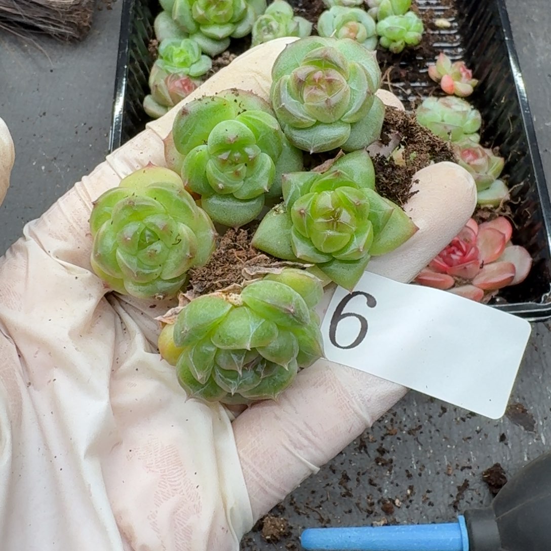 多肉植物多肉植物6