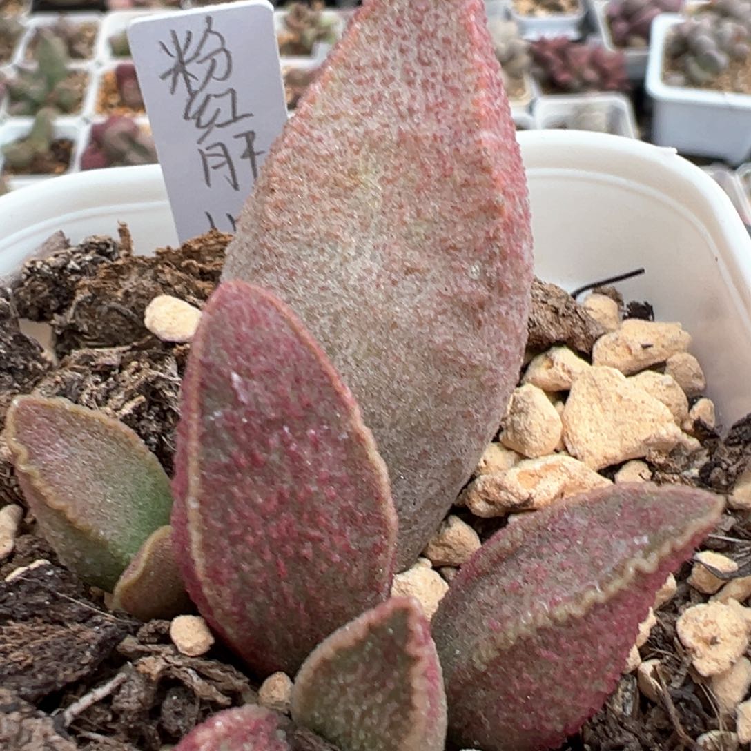粉红猪肝多肉植物水泡