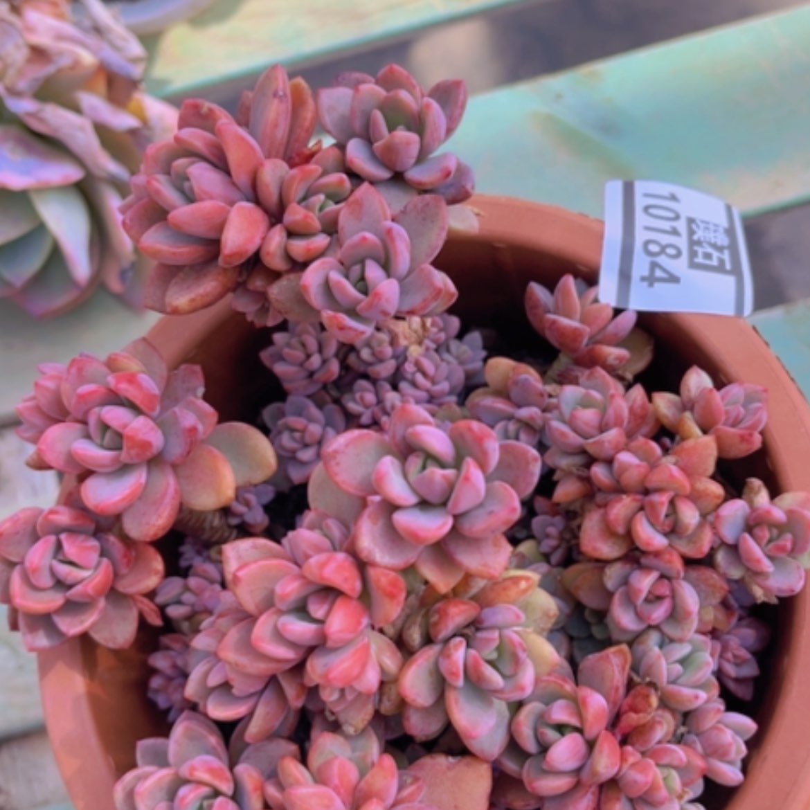 【闪购商品】紫心10184