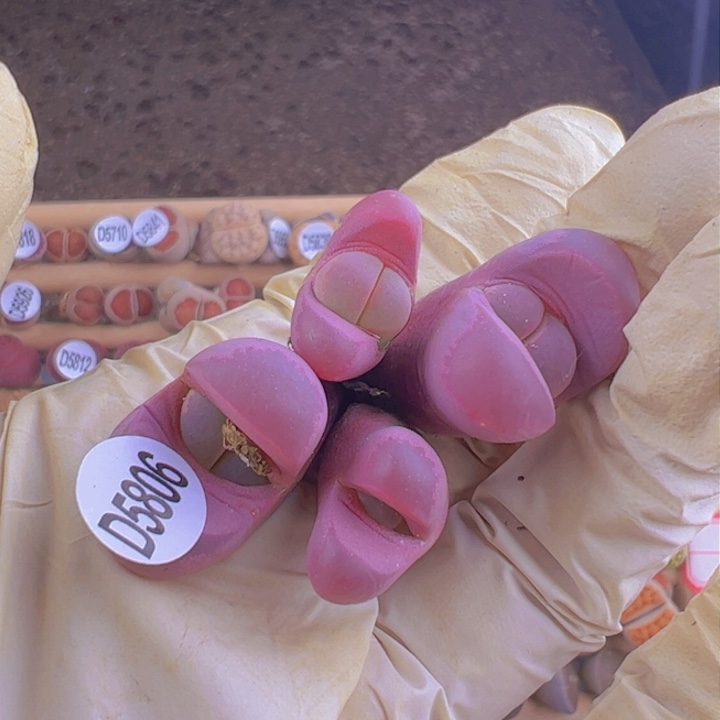 D5806 四头红大内22