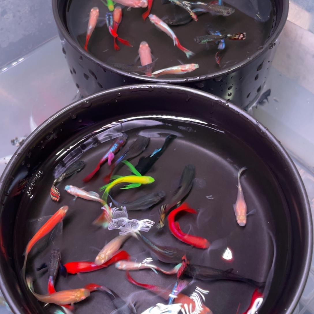 海水鱼孔雀20+4斑马2条