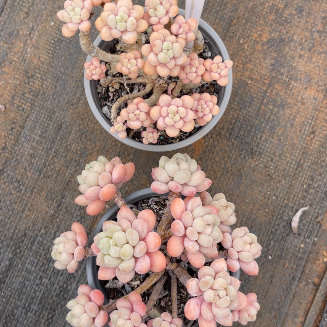 云尘多肉一物一拍308，