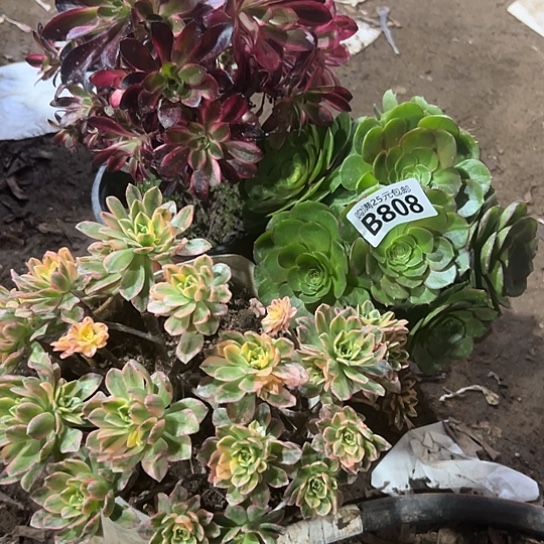 芃*三颗多肉法师植物 有瑕疵