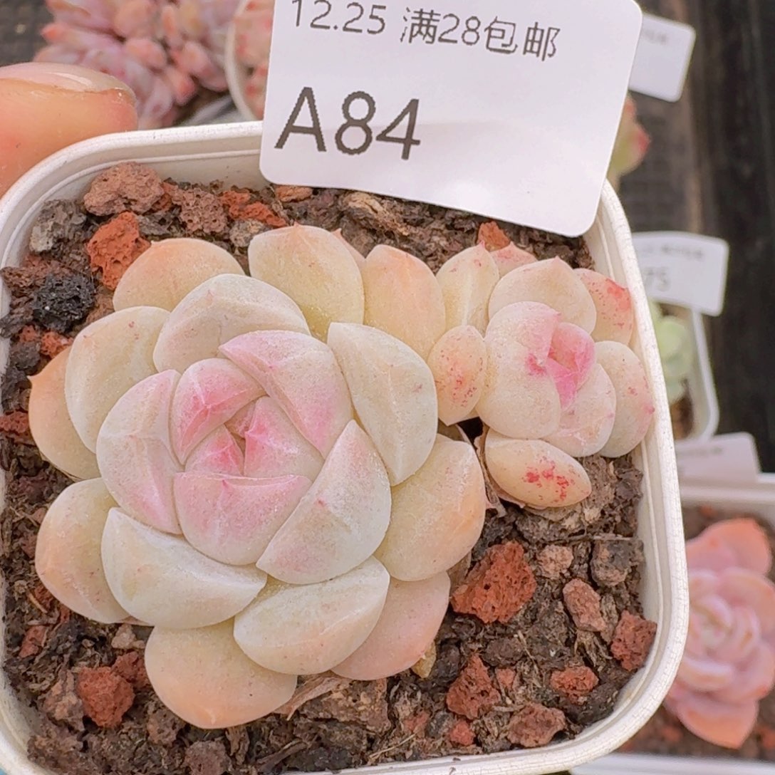 白桃汽水双头一颗脱土发货