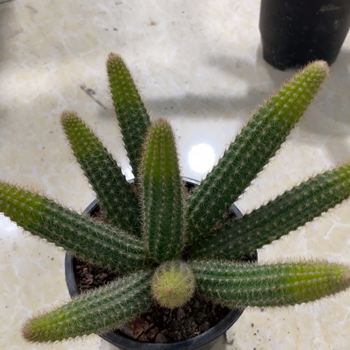 九头玛丽珍黄金妞一物一拍