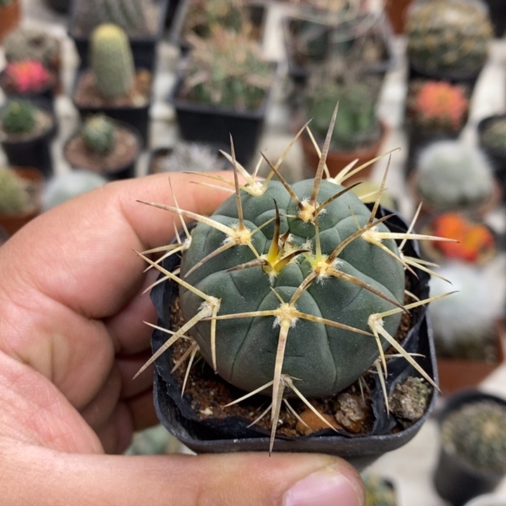 实生光临玉特价福利