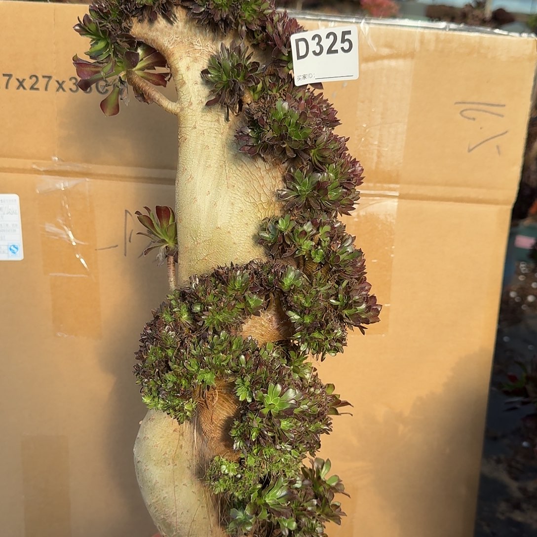 325黑法师微瑕一颗呀呀