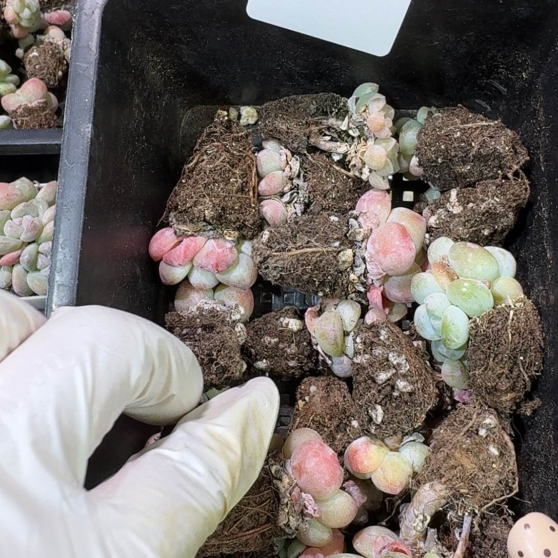 34 号到手1框～一物一拍