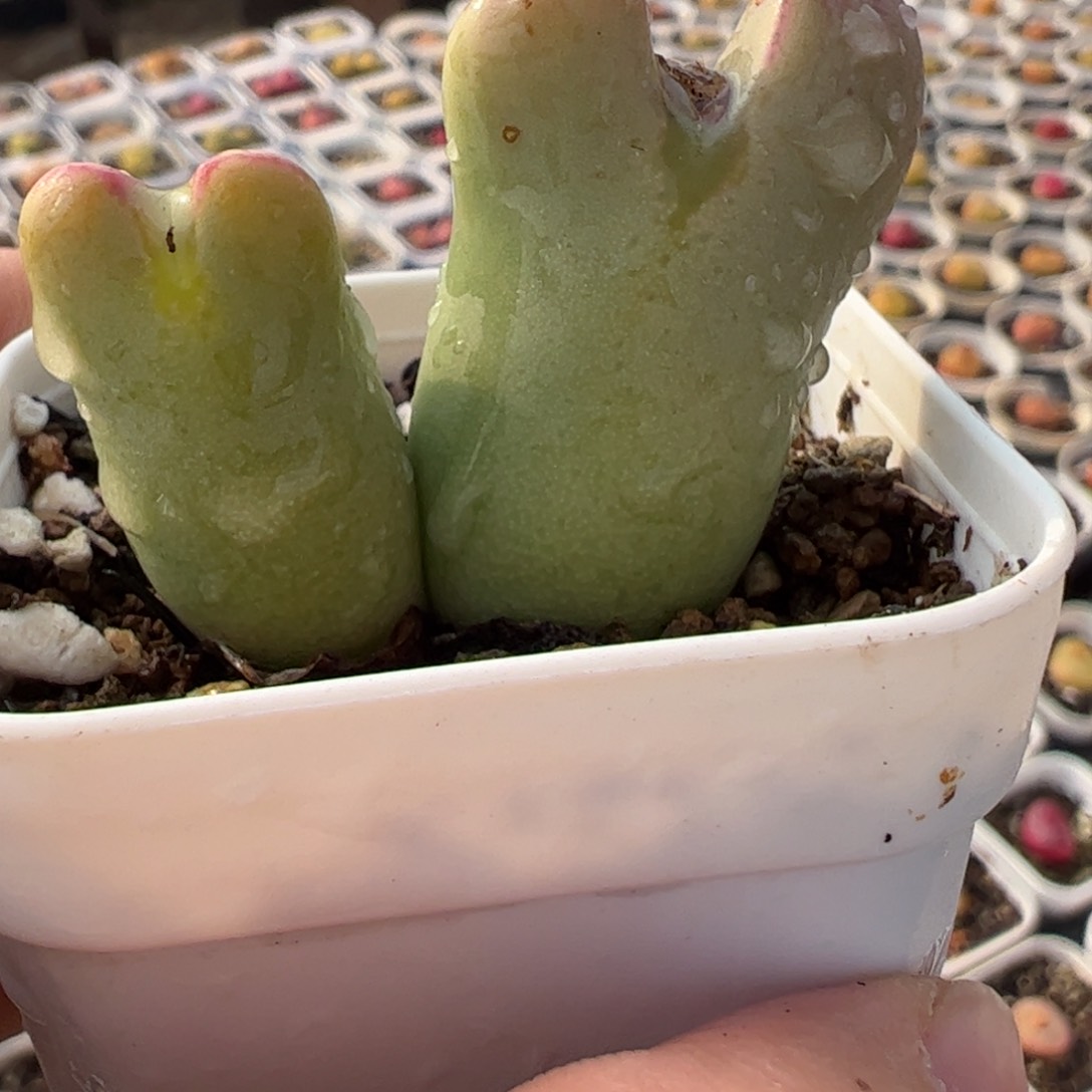 皮卡丘母本多肉植物百科