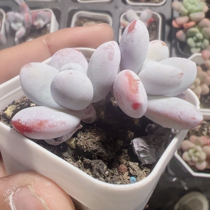 雪美人奶酪精品多肉植物