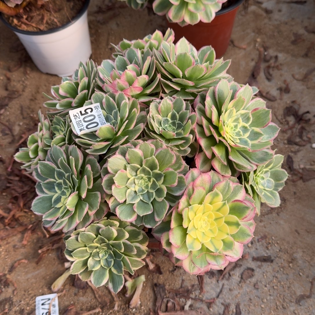 055海王官服22左右2