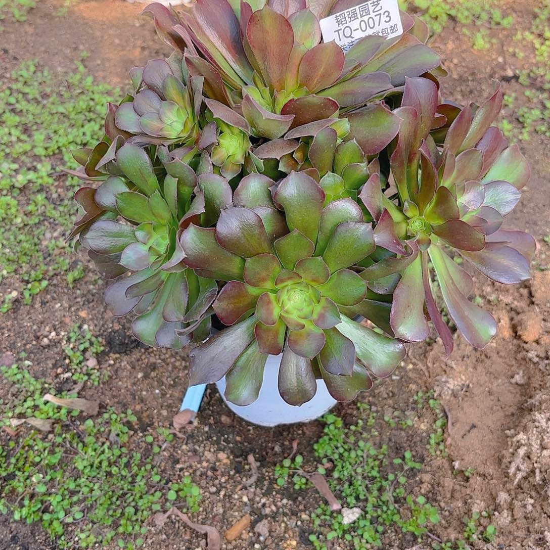 女巫中班多肉植物73