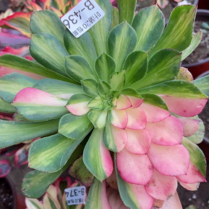 436知否无根多肉12345578