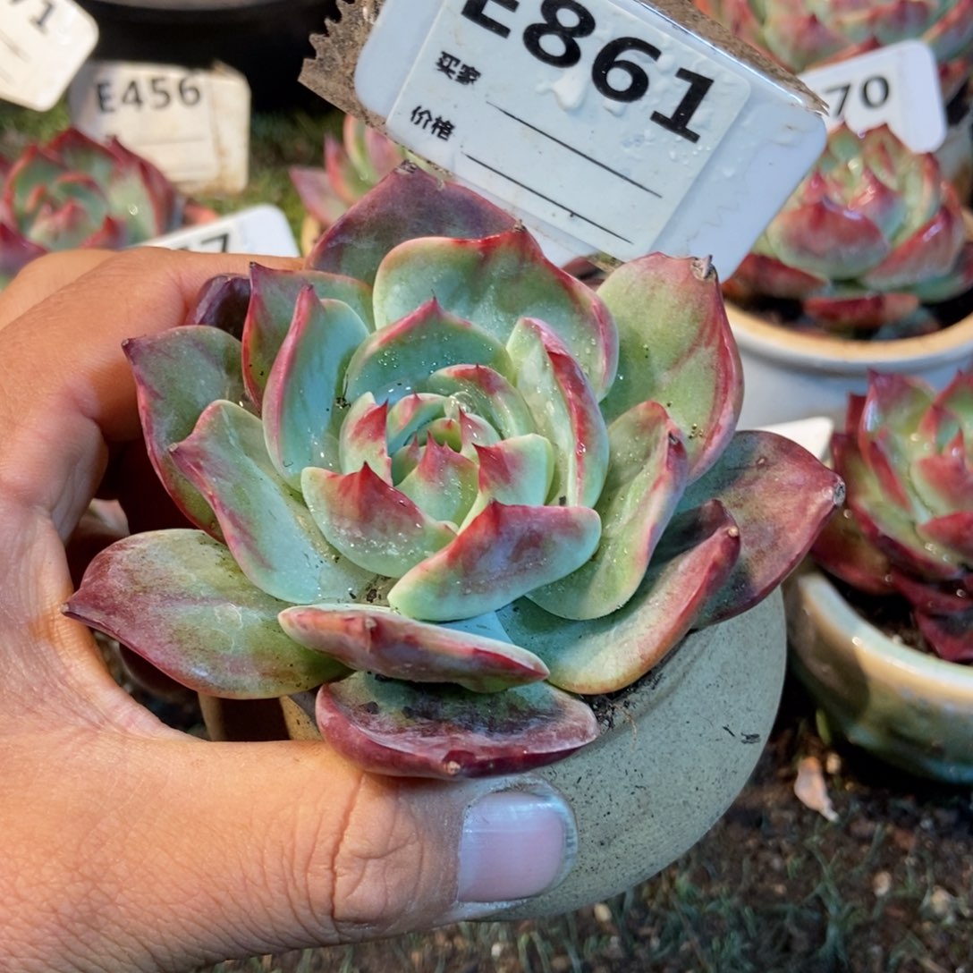 惊鸿一瞥861号楼