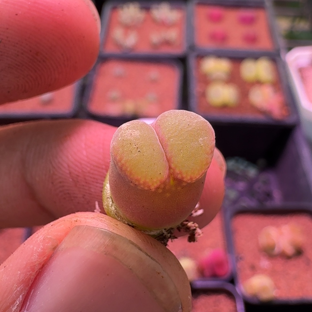 云缦精品番杏24.60 体色全粉 粉女