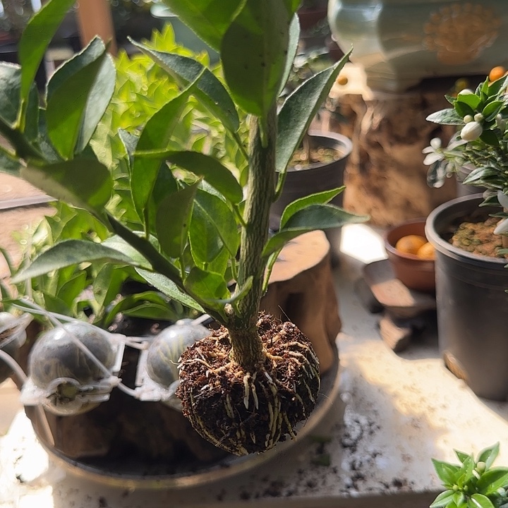 不***生直播间八房柑一物一拍