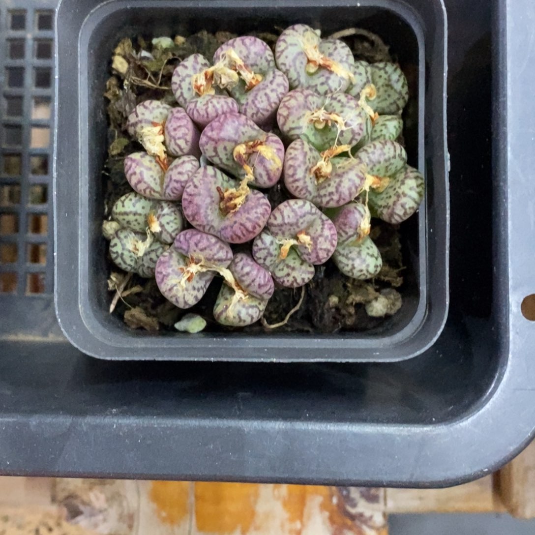 精品多肉一物一拍32