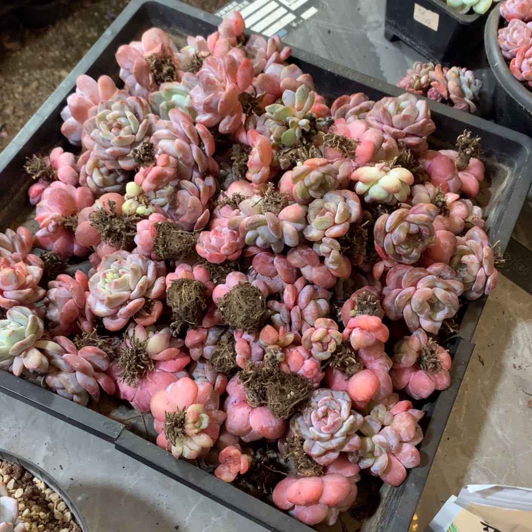 平***，石榴籽哈哈哈哈哈哈哈哈哈