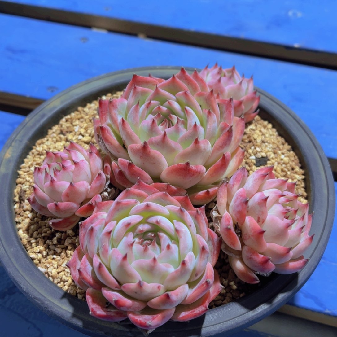 释*吉娃娃，多肉植物