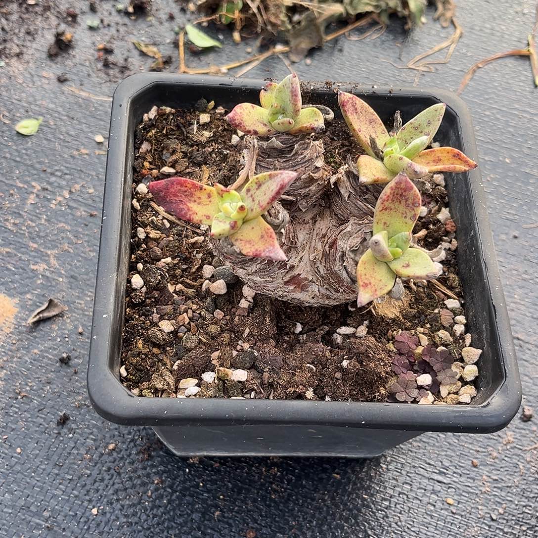 墩墩桩3852 小鹿多肉一物一拍