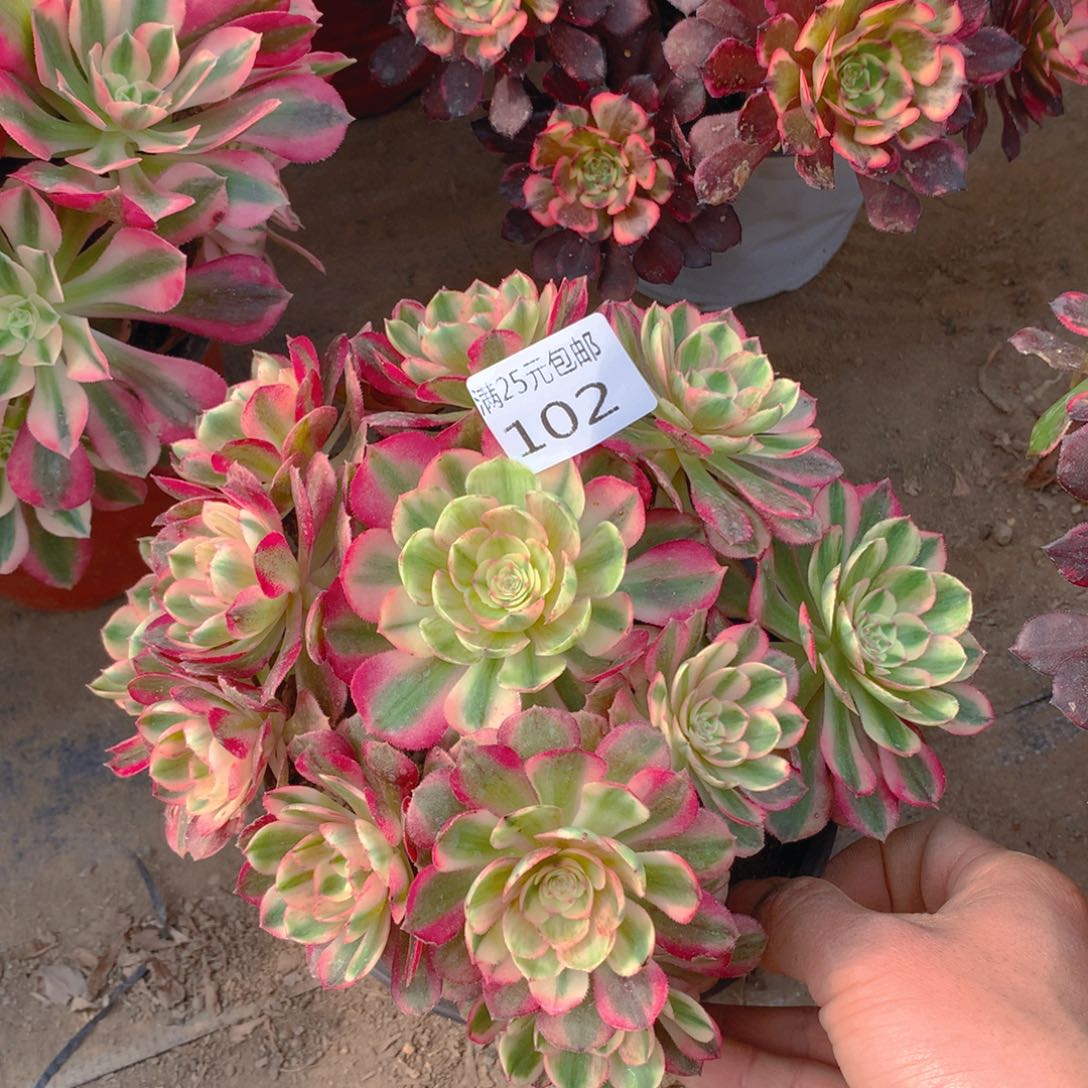 102万白老桩多肉植物