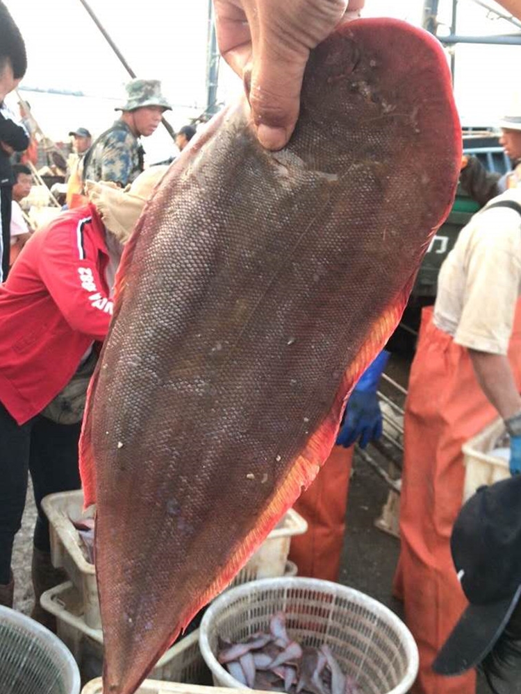 莱州当地大鳎米鱼龙利鱼舌头鱼牛舌鱼京东包邮