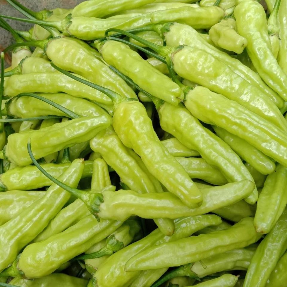 白米辣椒云南小米辣椒新鲜小米椒朝天椒鲜泡椒野山椒指天椒