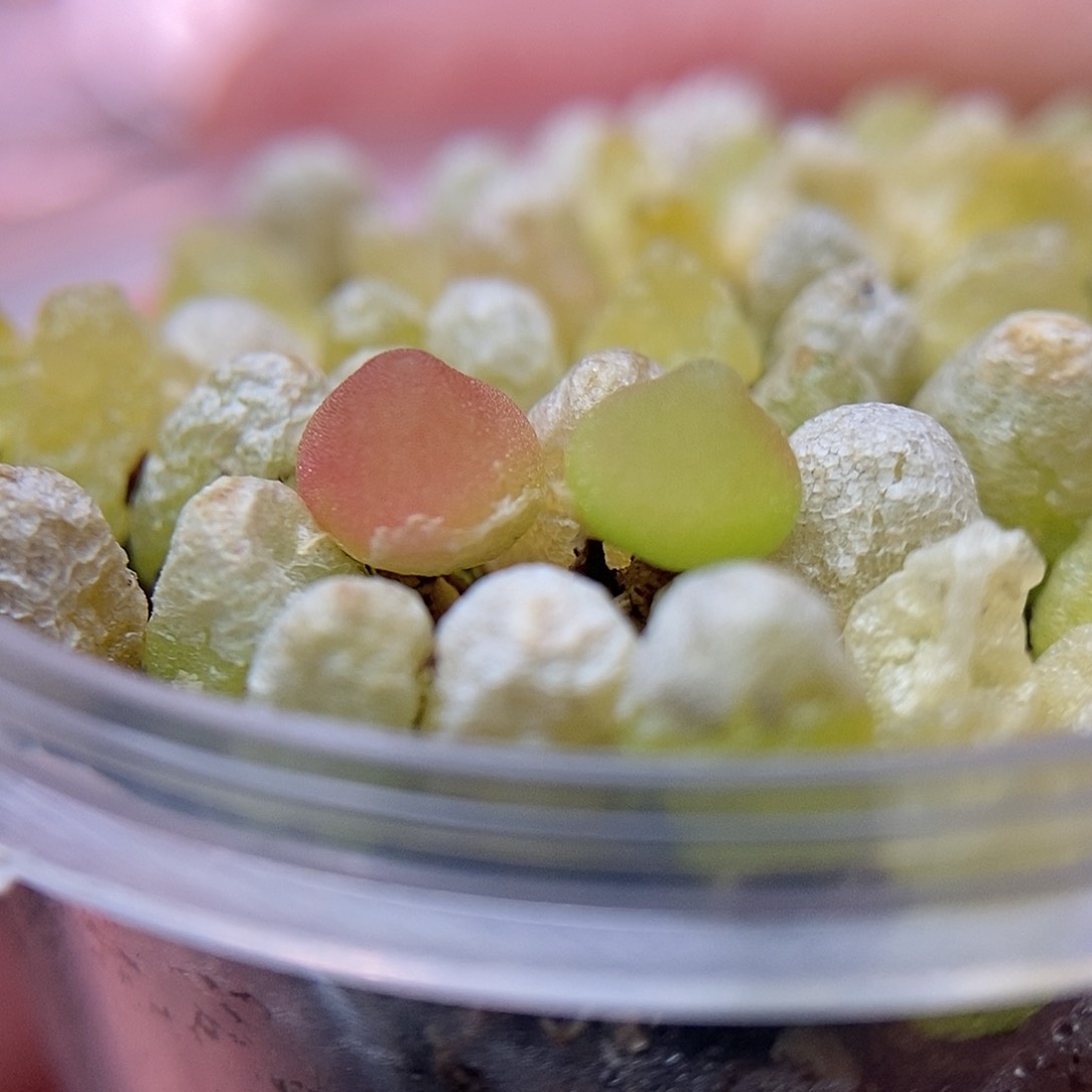 哈墨灯泡20颗二蜕包邮