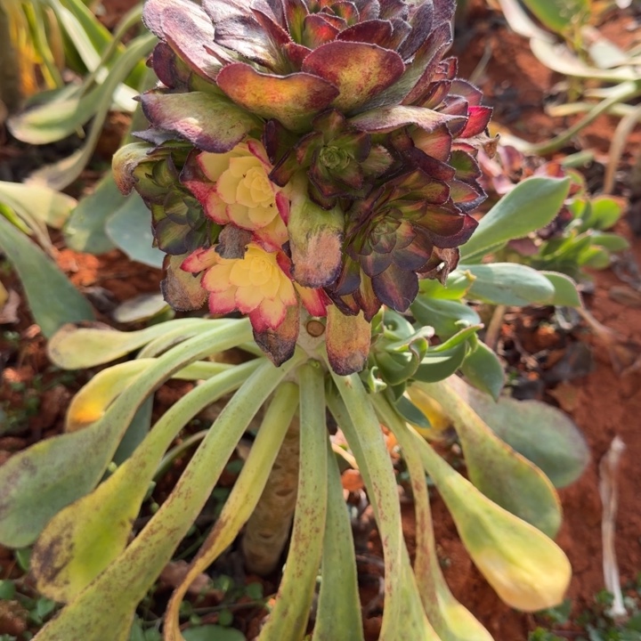 龙鳞嫁接捧花见红的