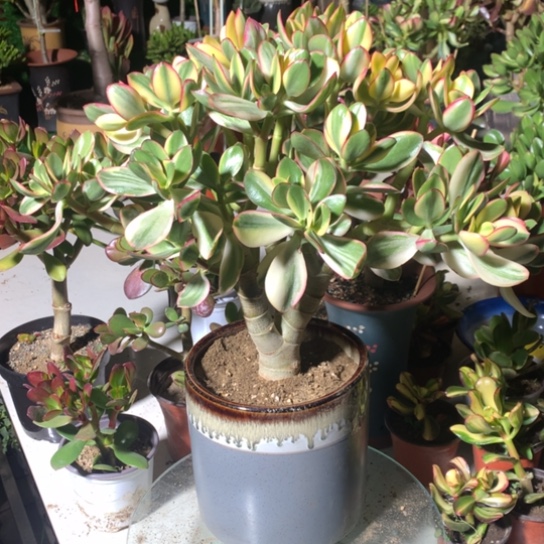 @****…5888新花月锦脱土发货