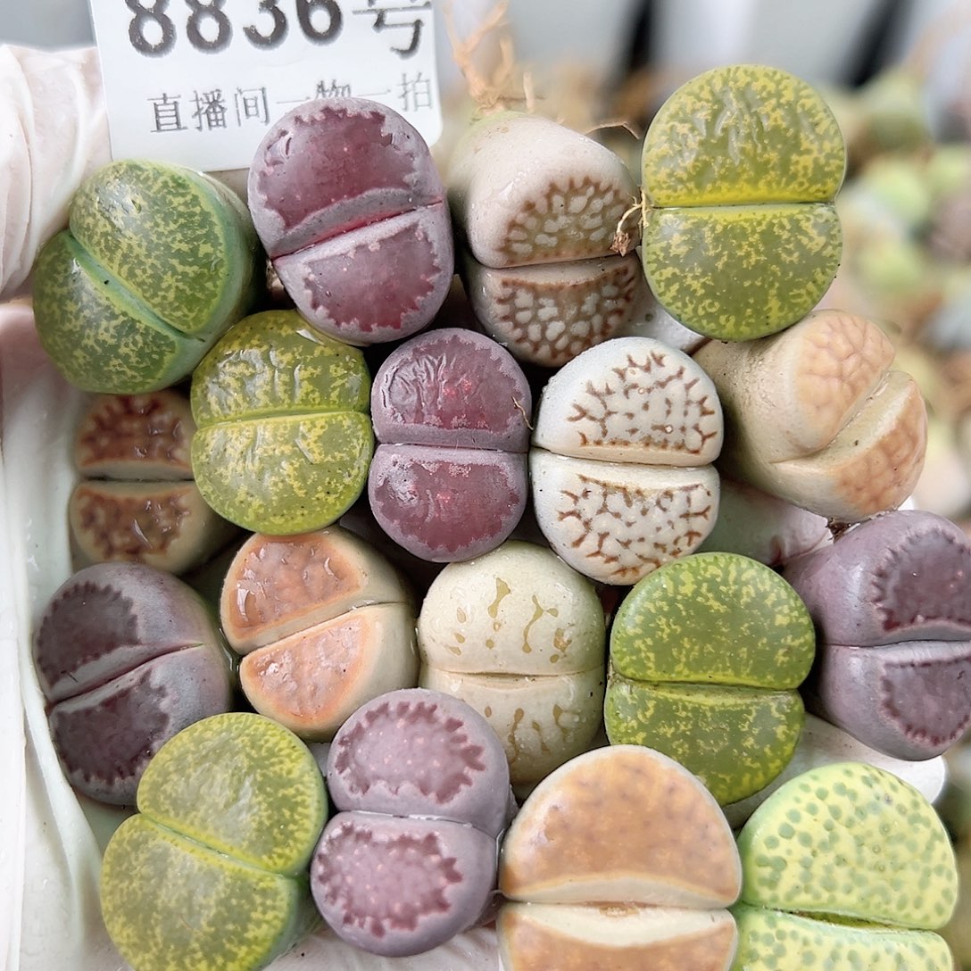 8836 好养易活生石花大母本18个