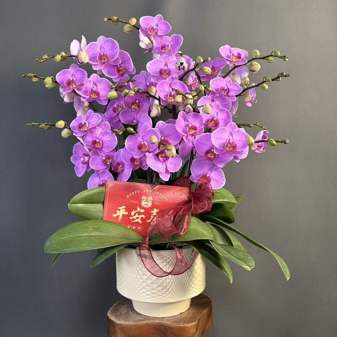 【明日之星】欧品 粉紫色花量大花苞多爆花中型蝴蝶兰室内花卉