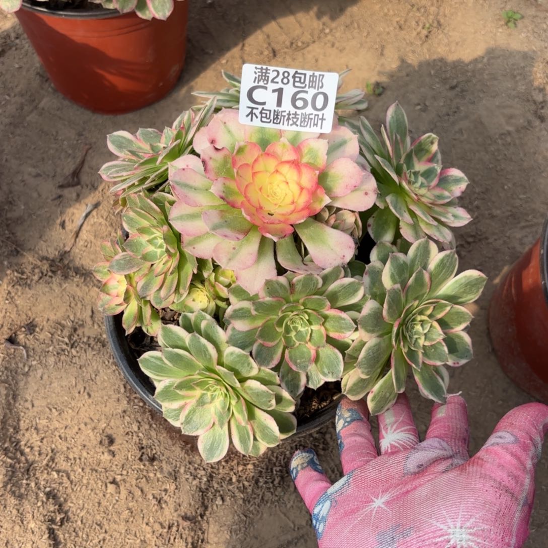 M. 160海鲜多肉。babe