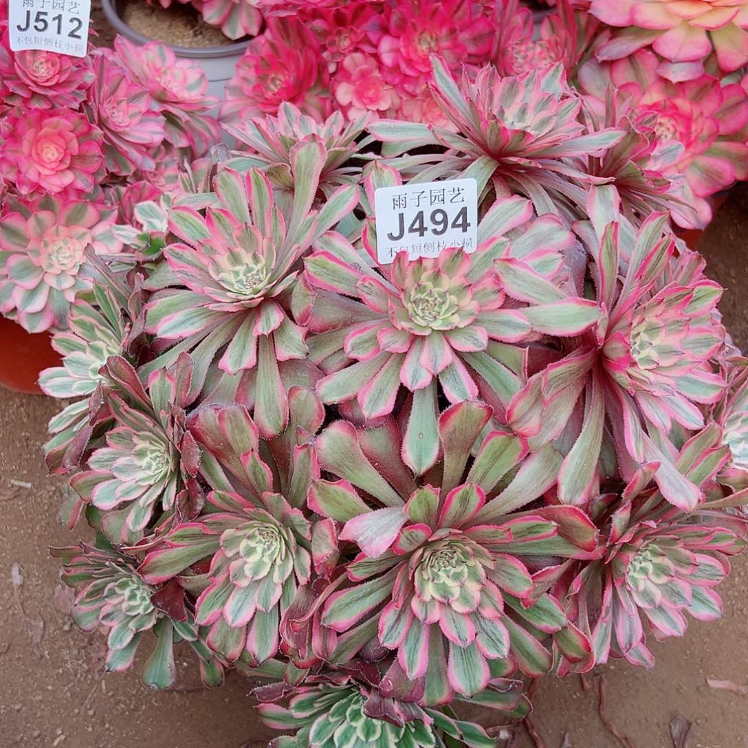 494粉霞尺寸40左右