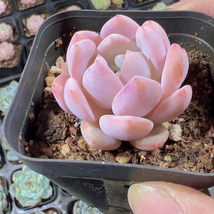 橙梦露精品多肉植物
