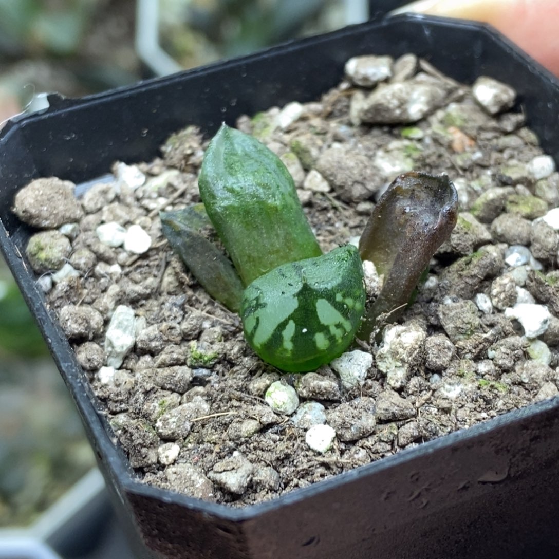 是是是是是是是是是寿