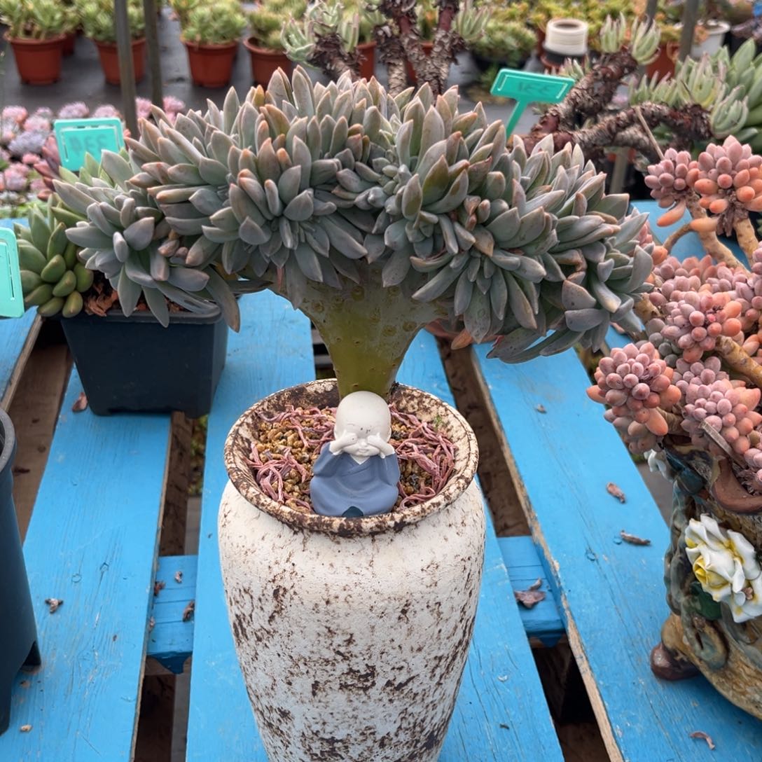 小雨多肉淡雪缀化