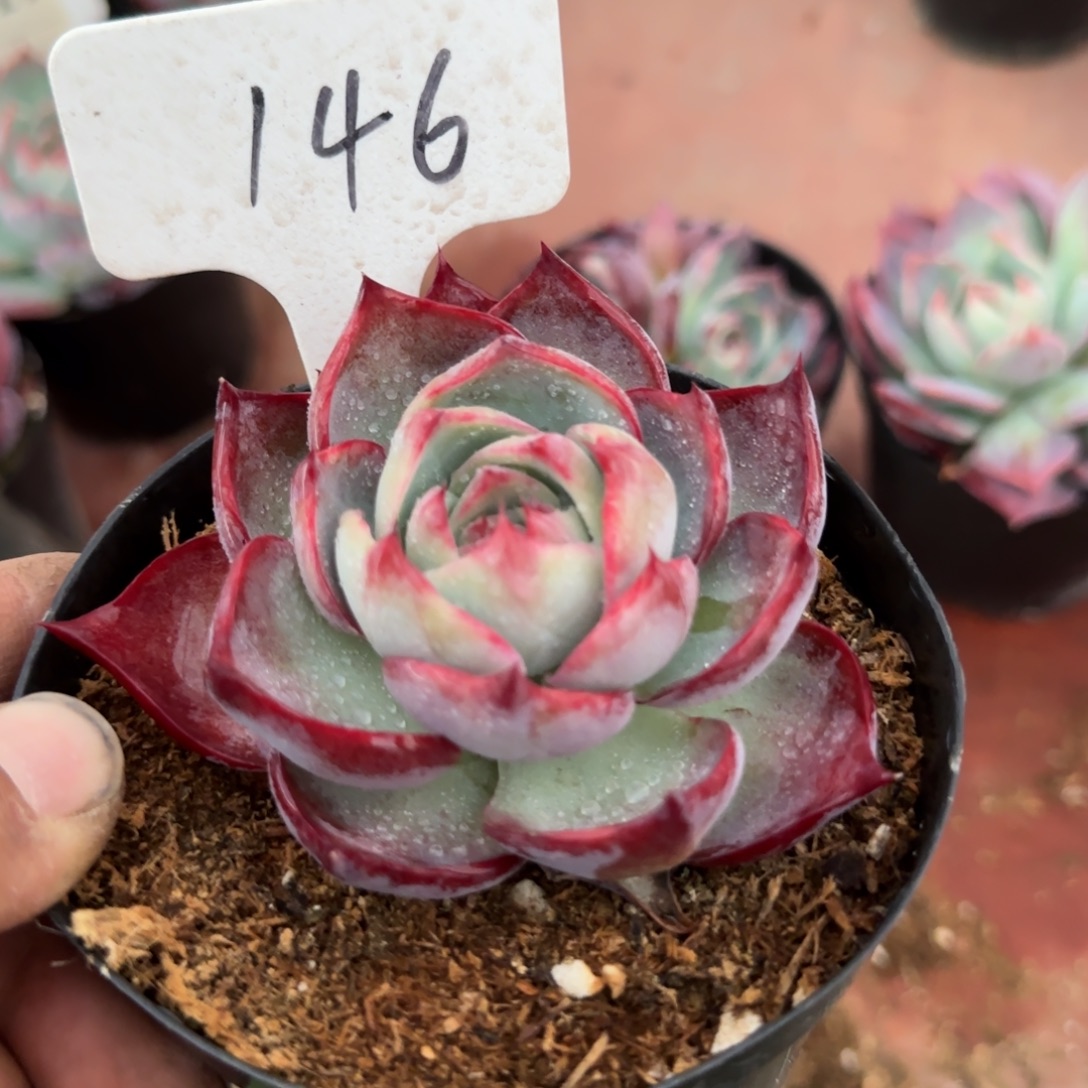 惊鸿一物一拍包装收缩花旱146