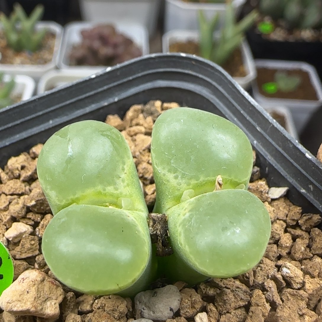 翻窗漂亮多肉植物412